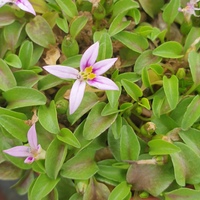Hypsela reniformis